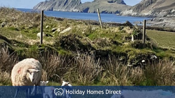 Sheep grazing in Portmagee